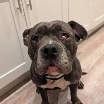 Grenadine -  Pit Bull Terrier and Mixed Breed Dog for Adoption in Chicago, Illinois - Grenadine | PetCurious