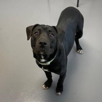 Labrador Retriever and Mixed Breed Dogs Available for Adoption in Roanoke, Virginia - Rocky | PetCurious