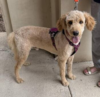 Poodle Dogs Available for Adoption in Washington, District Of Columbia - Barry | PetCurious