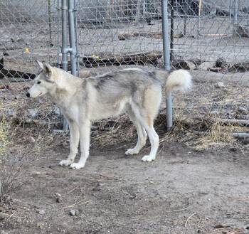 Rescue Husky and Alaskan Malamute Dogs for Adoption in Incline Village, Nevada - Daisy | PetCurious