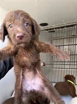 Labrador Retriever and Mixed Breed Dogs Available for Adoption - A650702 | PetCurious