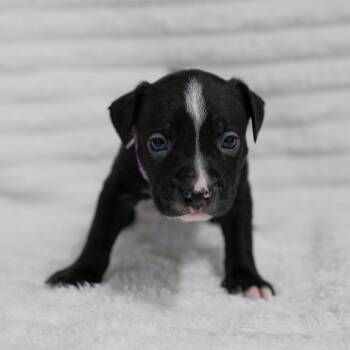 Black Labrador Retriever and Rottweiler Dogs Available for Adoption in Fulton, Missouri - Birdie | PetCurious