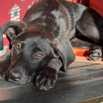 Dharma - (Medical) -  Shepherd Dog for Adoption in San Diego, California - Dharma - (Medical) | PetCurious