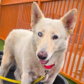 Maddie -  Husky and Shepherd Dog for Adoption in Las Vegas, Nevada - Maddie | PetCurious