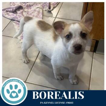 Husky Dogs Available for Adoption - Borealis (Northern Lights Litter) 012426 | PetCurious