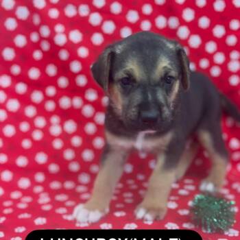 Lunchbox -  German Shepherd Dog and Mixed Breed Dog for Adoption in North Charleston, South Carolina - Lunchbox | PetCurious