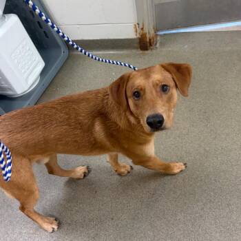 Boston -  Labrador Retriever and Mixed Breed Dog for Adoption in Council Bluffs, Iowa - Boston | PetCurious