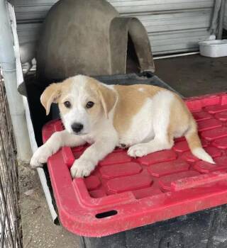 Mixed Breed Dogs Available for Adoption in Wyoming, Michigan - Grace | PetCurious