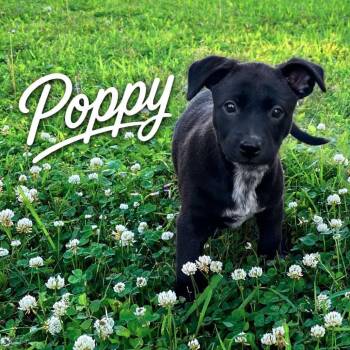 Poppy P46583 -  Mixed Breed Dog for Adoption in Corsicana, Texas - Poppy P46583 | PetCurious