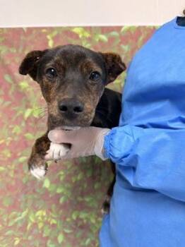 Tutie -  Terrier and Mixed Breed Dog for Adoption in San Antonio, Texas - Tutie | PetCurious