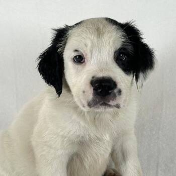 Ambrosia / Sloane -  Bernese Mountain Dog and Saint Bernard Dog for Adoption in Johnson City, Tennessee - Ambrosia / Sloane | PetCurious