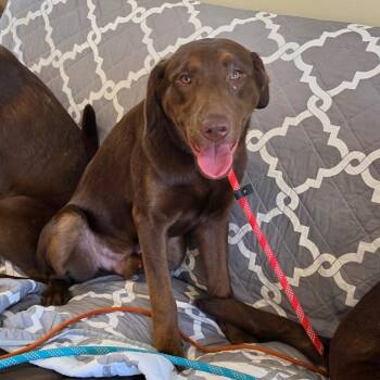 Chocolate Labrador Retriever Dogs Available for Adoption - Bluey | PetCurious