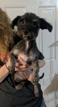 SPONSOR OR FOSTER ME - Strawberry -  Poodle and Schnauzer Dog for Adoption in Grafton, Wisconsin - SPONSOR OR FOSTER ME - Strawberry | PetCurious