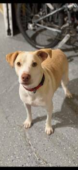 Rescue Labrador Retriever Dogs for Adoption in VERNON ROCKVL, Connecticut - Bentley | PetCurious