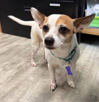 Porto -  Jack Russell Terrier and Chihuahua Dog for Adoption in Ellijay, Georgia - Porto | PetCurious