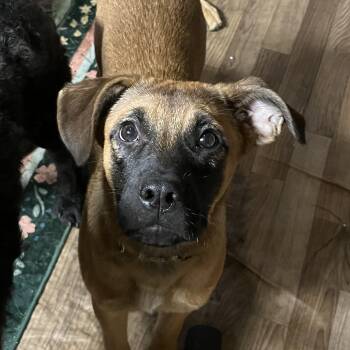 Rescue Labrador Retriever Dogs for Adoption in Portland, Maine - Ja Dante | PetCurious