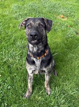 26Rocky- POB -  Mixed Breed Dog for Adoption in Shingle Springs, California - 26Rocky- POB | PetCurious