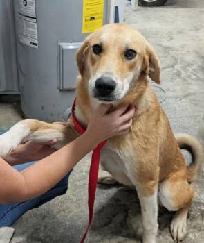 Heidi -  Great Pyrenees Dog for Adoption in Scottsburg, Indiana - Heidi | PetCurious