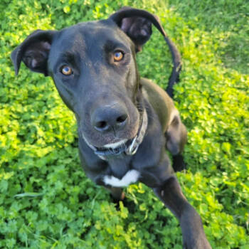 Rescue Black Labrador Retriever and Great Dane Dogs for Adoption in Fort Worth, Texas - Zander | PetCurious