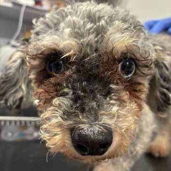 Esther -  Poodle Dog for Adoption in Northbrook, Illinois - Esther | PetCurious