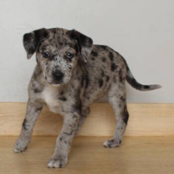 Beetroot D69683 -  Catahoula Leopard Dog and Terrier Dog for Adoption in Minnetonka, Minnesota - Beetroot D69683 | PetCurious