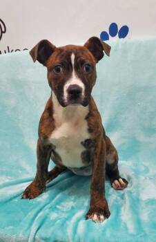 Pit Bull Terrier Dogs Available for Adoption in Lake City, Michigan - Corky (6997) | PetCurious