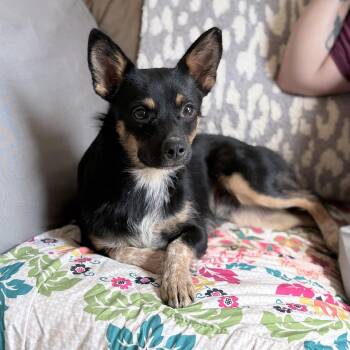 Yoda -  Mixed Breed Dog for Adoption in Hopkinton, Massachusetts - Yoda | PetCurious
