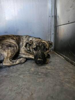 Shepherd Dogs Available for Adoption in El Centro, California - Sage | PetCurious