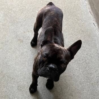 French Bulldog Dogs Available for Adoption in Los Angeles, California - Chapo A2261382 | PetCurious