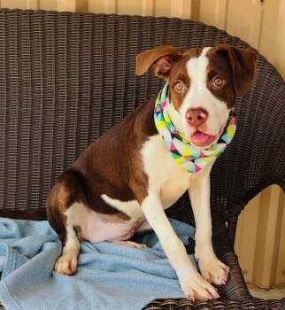 Hound and Mixed Breed Dogs Available for Adoption in Seneca, South Carolina - Penelope $85 | PetCurious