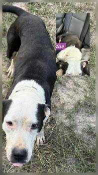 Pit Bull Terrier Dogs Available for Adoption - Tae | PetCurious