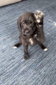 Gia -  Goldendoodle and Labradoodle Dog for Adoption - Gia | PetCurious