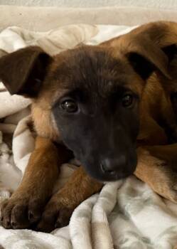 Rescue Belgian Shepherd Malinois and German Shepherd Dog Dogs for Adoption in Seattle, Washington - Anders | PetCurious