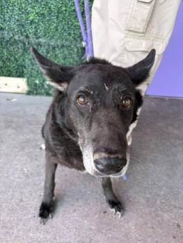 61626889 -  Shepherd and Mixed Breed Dog for Adoption in El Paso, Texas - 61626889 | PetCurious