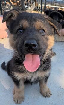 Rescue German Shepherd Dog Dogs for Adoption in Herald, California - Luke | PetCurious