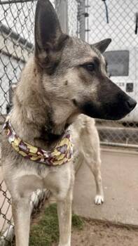 Husky and Mixed Breed Dogs Available for Adoption in Balch Springs, Texas - Kendra | PetCurious