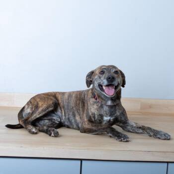 Plott Hound Dogs Available for Adoption - Ace D68109 | PetCurious