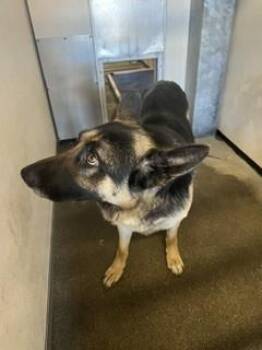 CHEVY -  German Shepherd Dog Dog for Adoption in Stockton, California - CHEVY | PetCurious