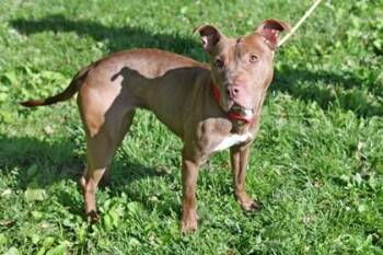Nugget FKA Jambalaya -  Mixed Breed Dog for Adoption in West Chester, Pennsylvania - Nugget FKA Jambalaya | PetCurious