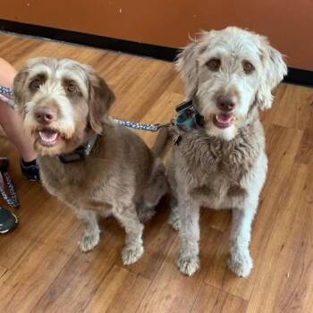 Mocha 22853 -  Labradoodle and Mixed Breed Dog for Adoption in Cumming, Georgia - Mocha 22853 | PetCurious