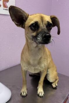 61519785 -  Chihuahua and Mixed Breed Dog for Adoption in El Paso, Texas - 61519785 | PetCurious