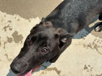 OAK -  Pit Bull Terrier and Mixed Breed Dog for Adoption in Tulsa, Oklahoma - OAK | PetCurious