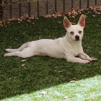 SKIPPER -  Chihuahua and Mixed Breed Dog for Adoption in Pleasanton, California - SKIPPER | PetCurious