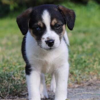 Beagle Dogs Available for Adoption in Chattanooga, Tennessee - Poppy | PetCurious