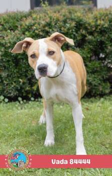 Vada -  Mixed Breed Dog for Adoption in Mobile, Alabama - Vada | PetCurious