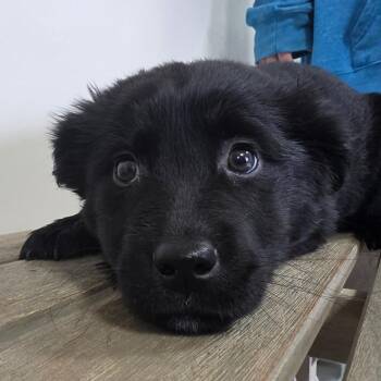 Labrador Retriever Dogs Available for Adoption - Emmylou (Purple/2) | PetCurious