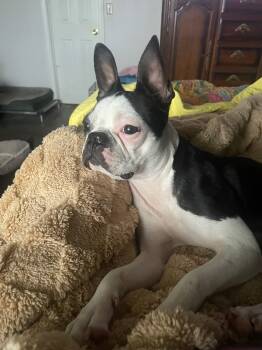 Rescue Boston Terrier Dogs for Adoption in Blountstown, Florida - Teeter | PetCurious