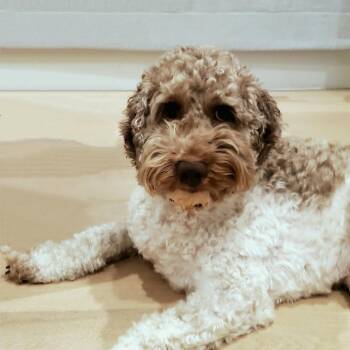 Lee the Doodle (Courtesy Listing) -  Labradoodle Dog for Adoption in Jackson, Wyoming - Lee The Doodle (Courtesy Listing) | PetCurious