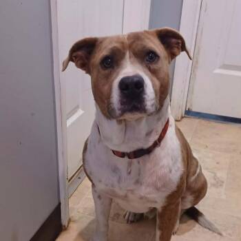 Butterbean -  Mixed Breed Dog for Adoption in Boaz, Alabama - Butterbean | PetCurious