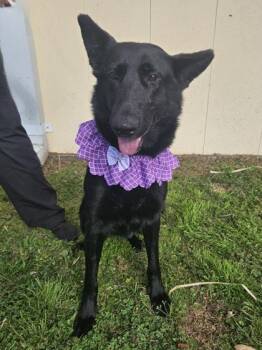 German Shepherd Dog and Mixed Breed Dogs Available for Adoption in Morton Grove, Illinois - Brooke | PetCurious